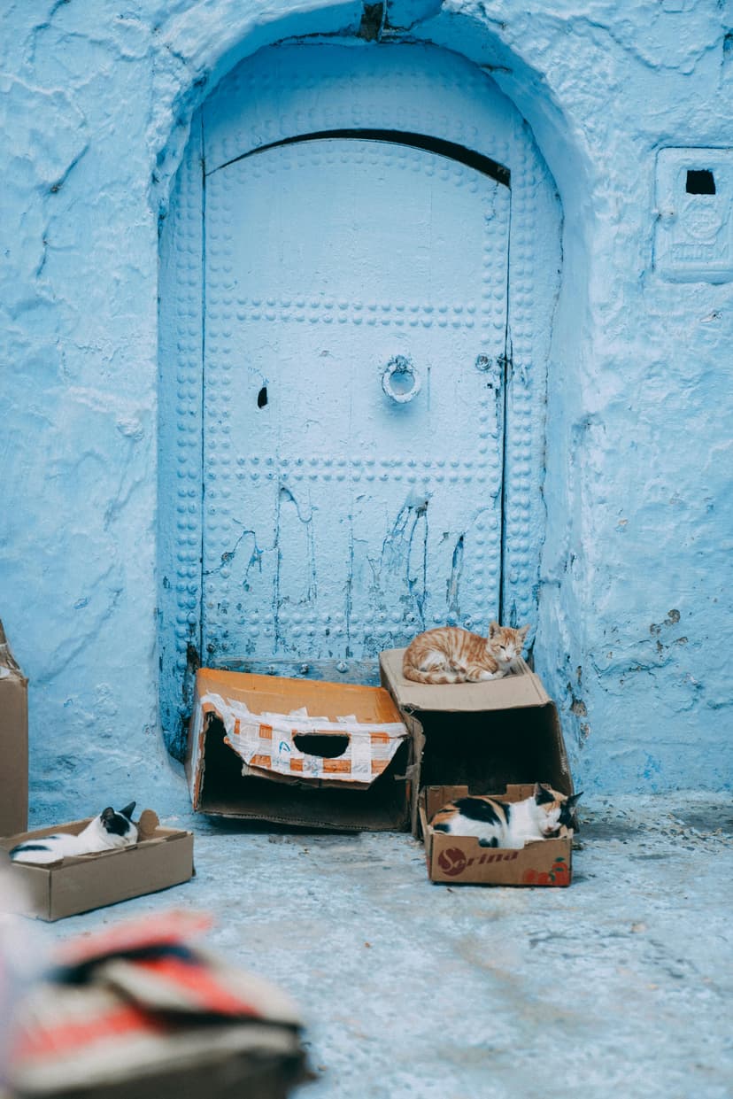 Chat dans une ruelle de Chefchaouen